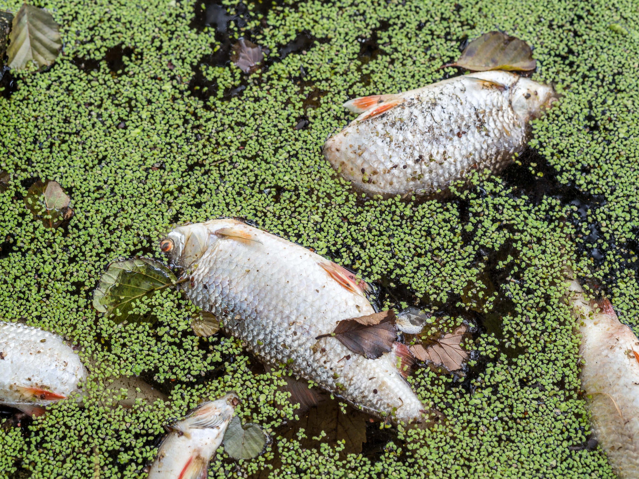 fish killed by algae bloom