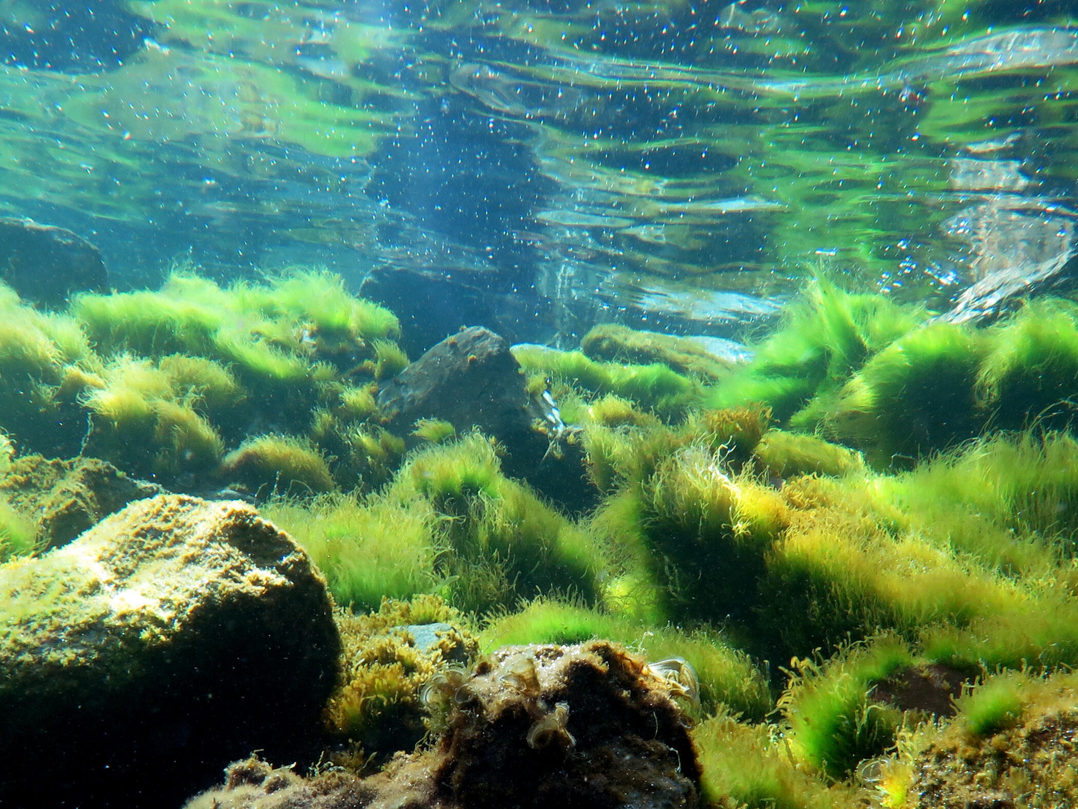 Algae Bloom in the spring